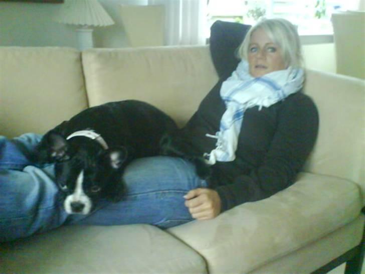 Fransk bulldog Chilla billede 13