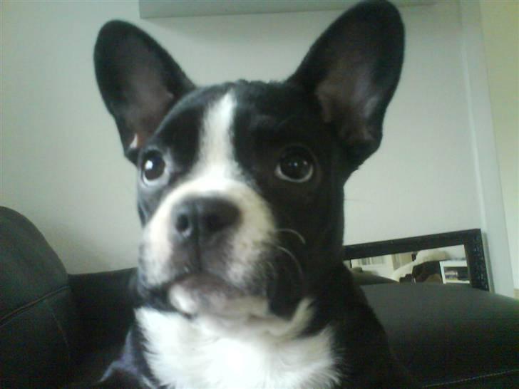 Fransk bulldog Chilla billede 14