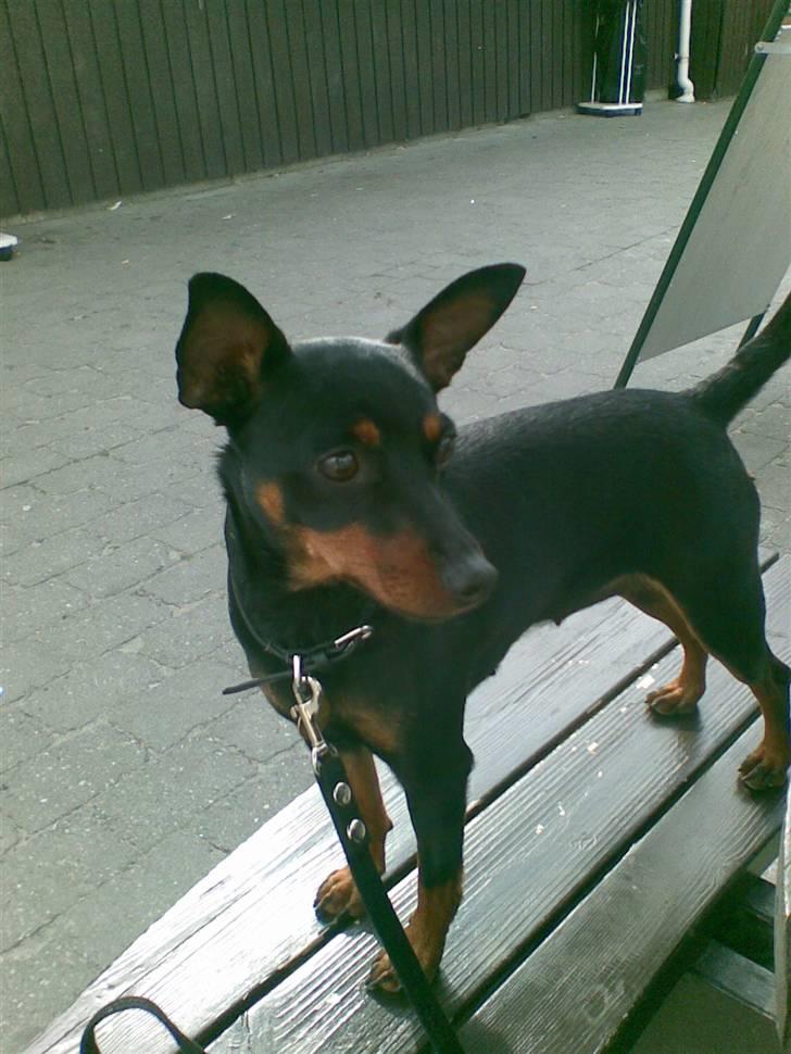 Dvaergpinscher Emmy billede 1