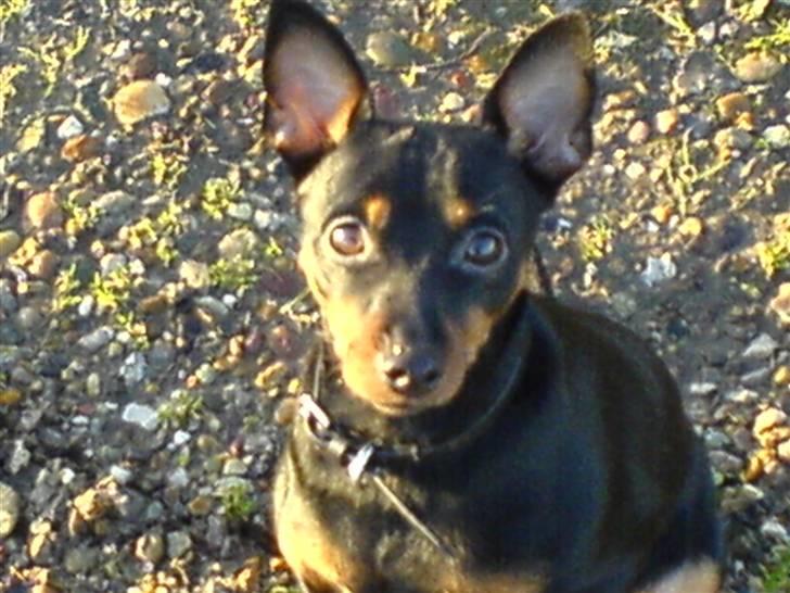Dvaergpinscher Emmy billede 2