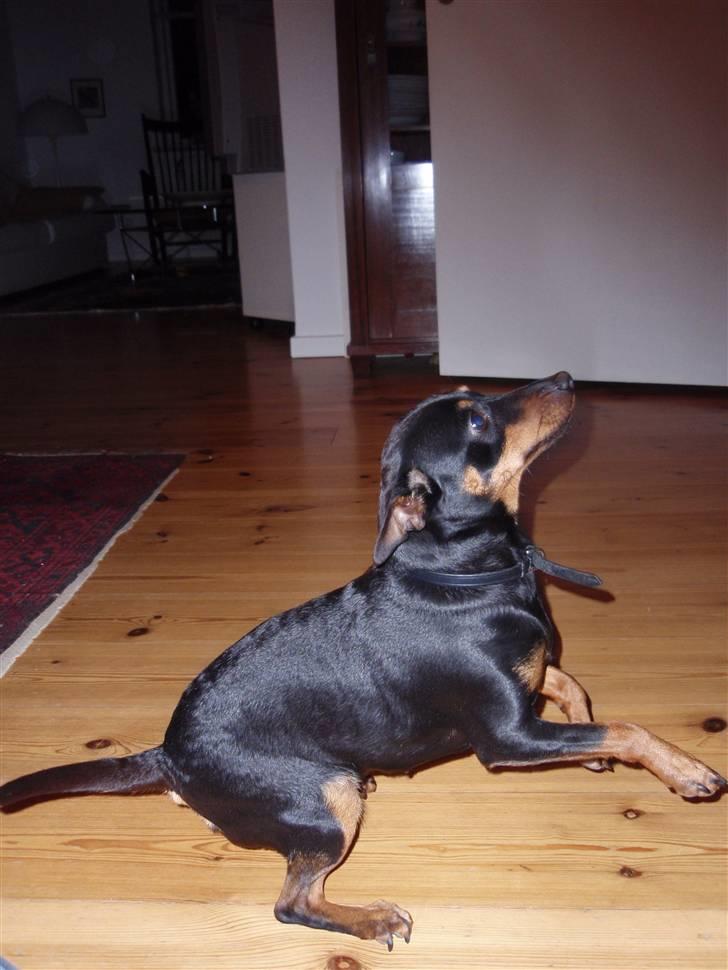 Dvaergpinscher Emmy billede 3
