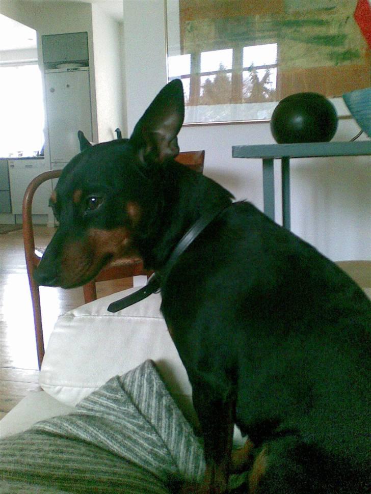 Dvaergpinscher Emmy billede 4