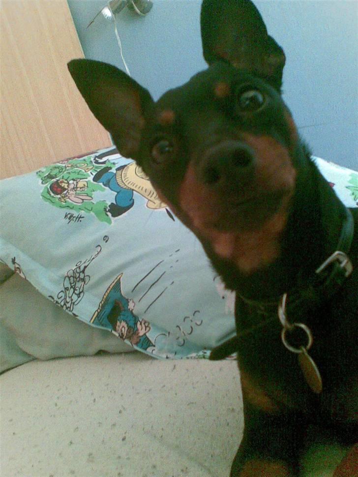 Dvaergpinscher Emmy billede 5