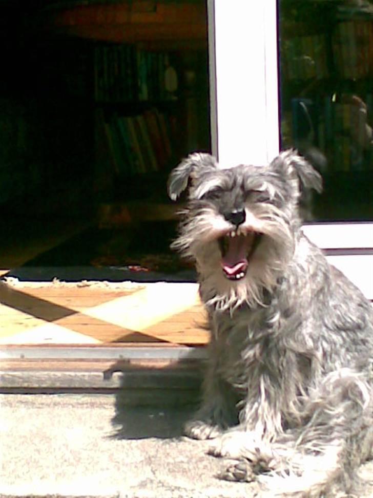 Dvaergschnauzer Kiki billede 1