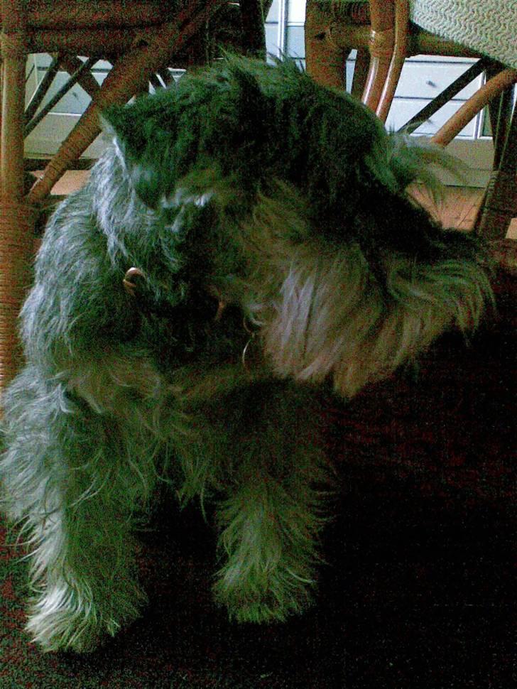 Dvaergschnauzer Kiki billede 2