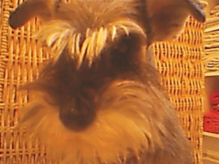 Dvaergschnauzer Kiki billede 3