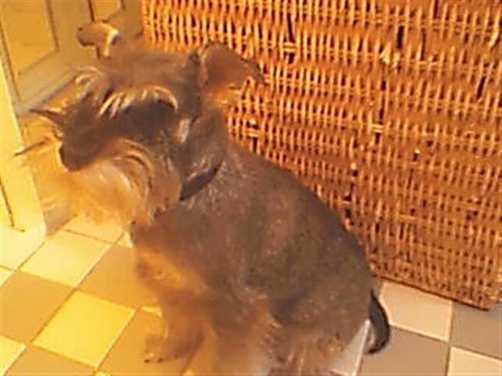 Dvaergschnauzer Kiki billede 4
