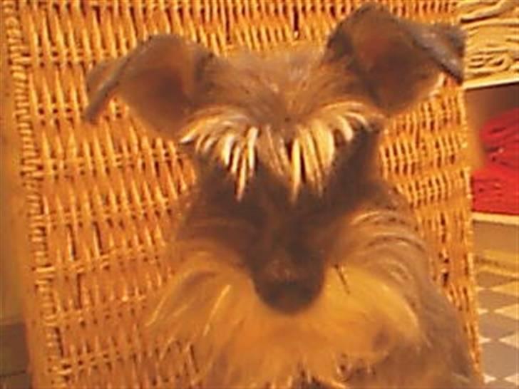 Dvaergschnauzer Kiki billede 5