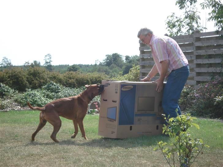 Boxer Bano billede 6