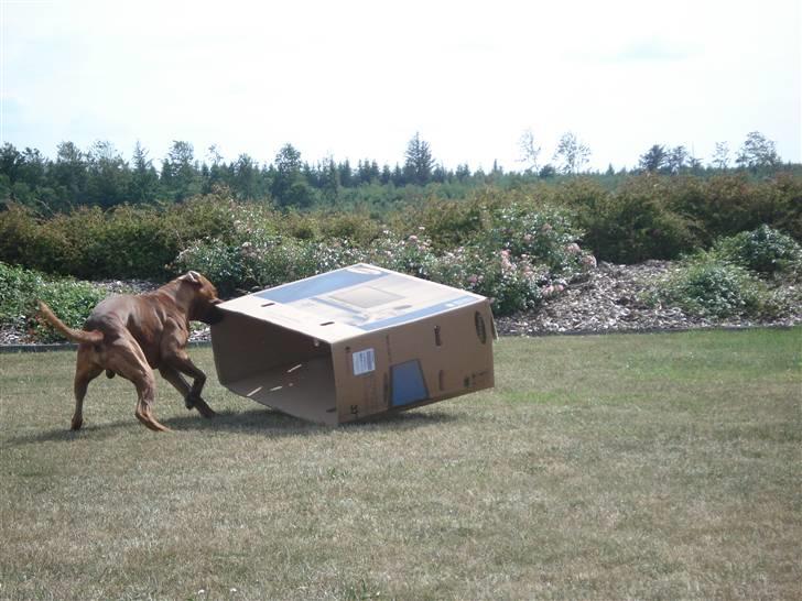 Boxer Bano billede 7