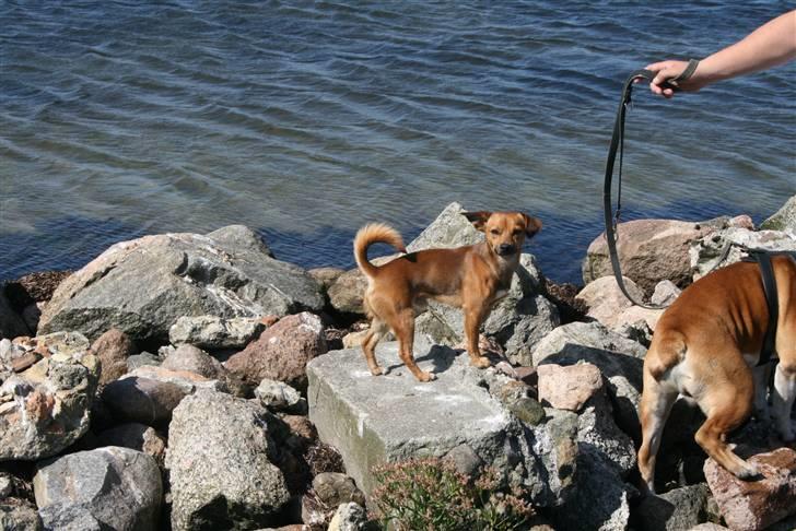 Blanding af racer BM Sofus  billede 1