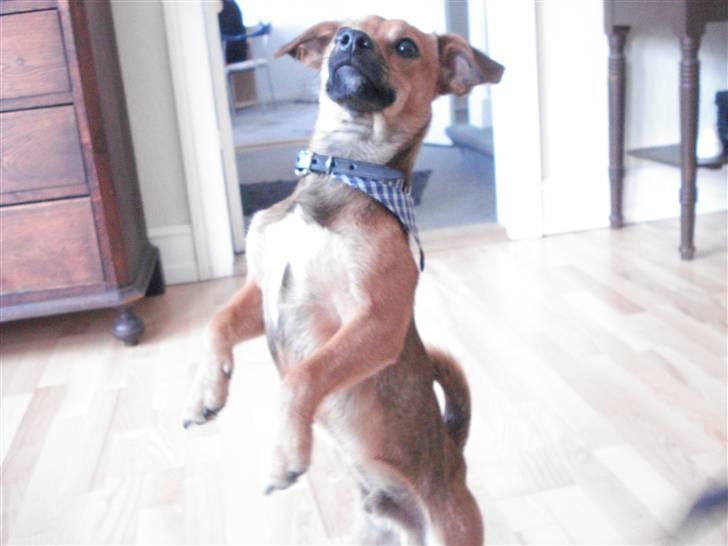 Blanding af racer BM Sofus  billede 2