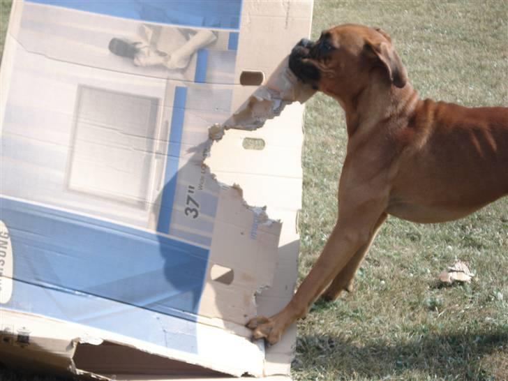 Boxer Bano billede 8