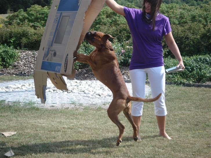 Boxer Bano billede 9