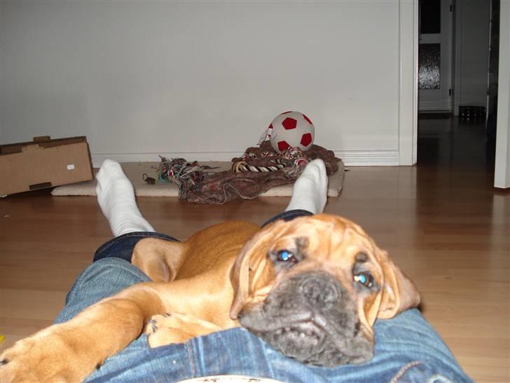 Boxer Bano - Det er da godt man ik ser træt ud.... billede 10