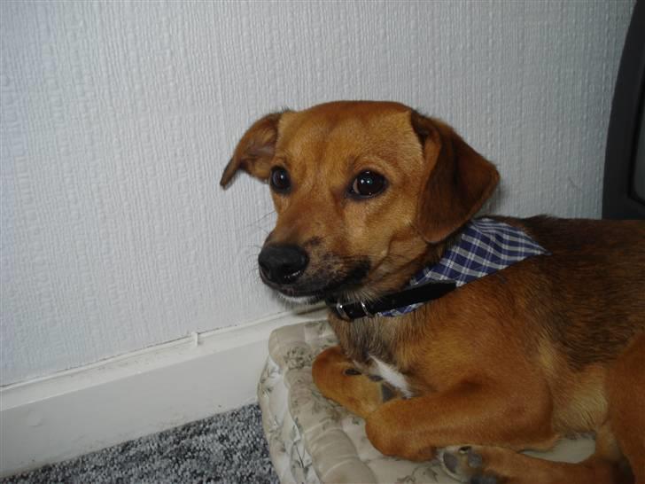 Blanding af racer BM Sofus  billede 3