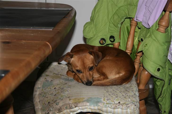 Blanding af racer BM Sofus  billede 4