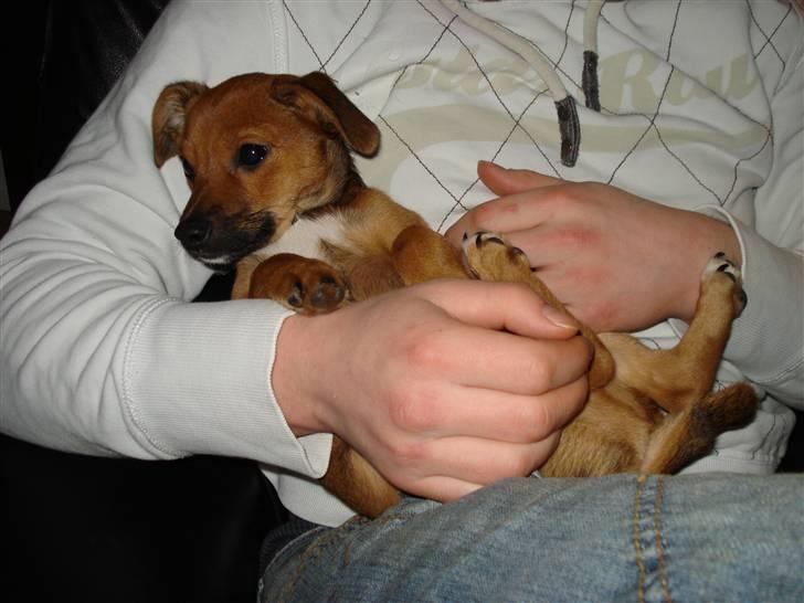 Blanding af racer BM Sofus  billede 5