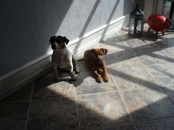 Blanding af racer BM Sofus  billede 6