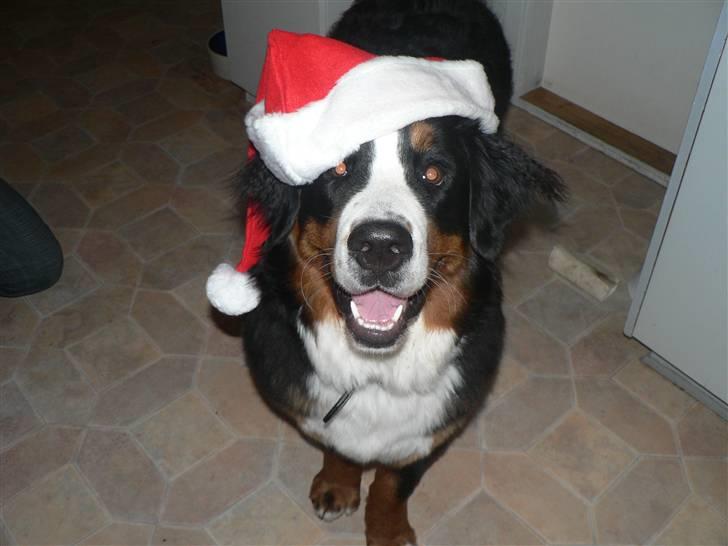 Berner sennenhund Ofelia - glædelig jul...!! billede 13