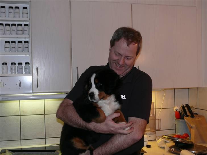 Berner sennenhund Ofelia - "engang var jeg så lille at jeg kunne løftes." bliver båret af morfar billede 14