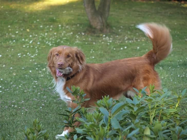 Nova scotia duck tolling retriever Sweet Fearless R.I.P. billede 1