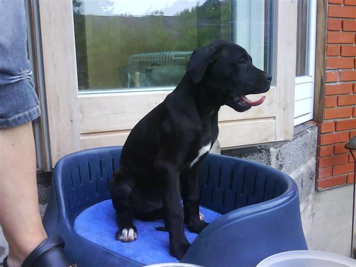 Blanding af racer Camie <3 - #3 Camie i kurven billede 3