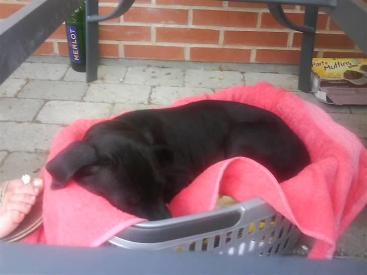 Blanding af racer Camie <3 - #4 Jah, Camie valgte at ligge sig op i kurven med affald i, og et tæppe over. Se, der kan man også ligge (; <3 billede 4