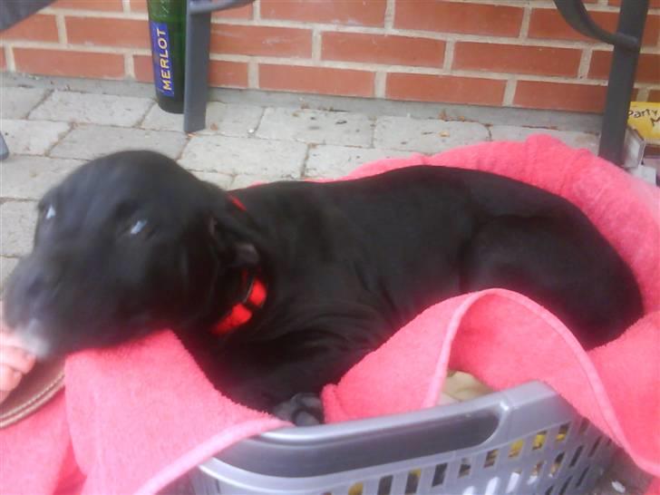 Blanding af racer Camie <3 - #5 Igen <3 billede 5