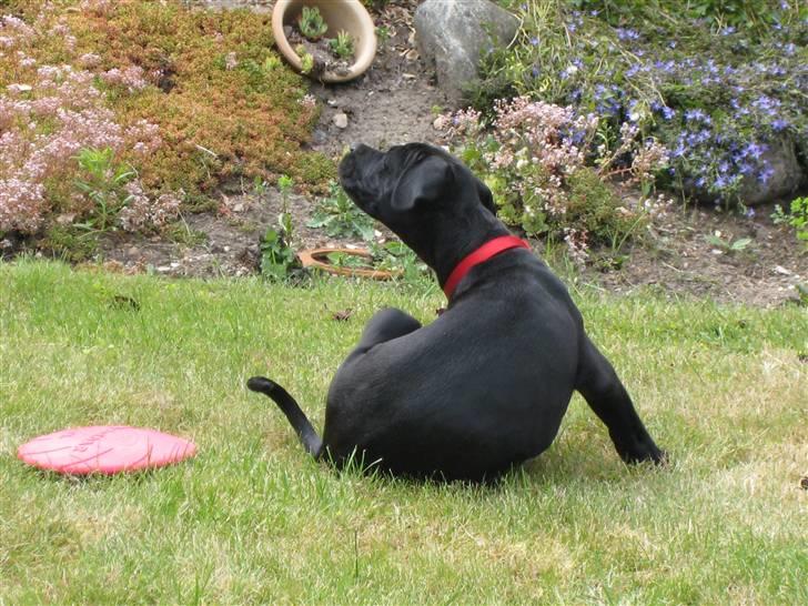 Blanding af racer Camie <3 - #6 Camie i haven, uhh det klør, det dumme halsbånd (; billede 6