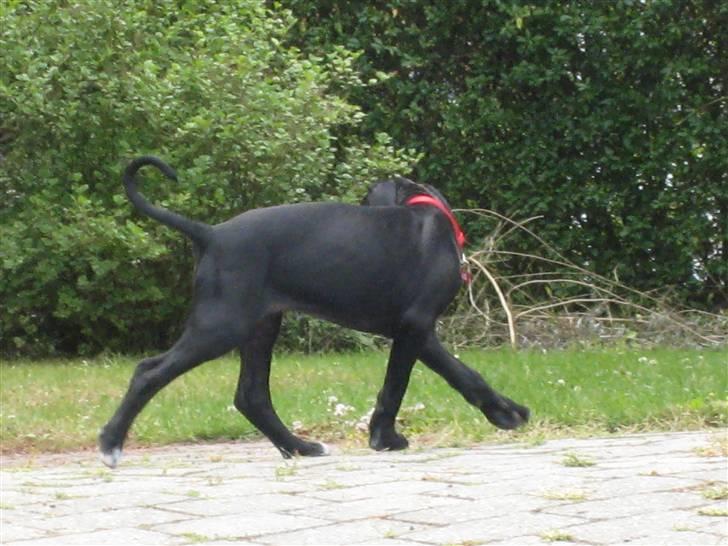 Blanding af racer Camie <3 - #7 Camie løber væk fra katten, den vil ikke lege med hende :b billede 7