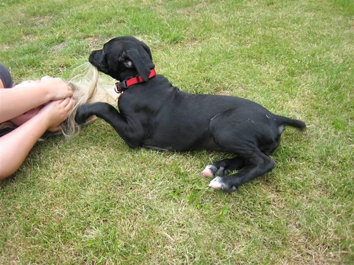 Blanding af racer Camie <3 - #11 Camie spiser min lillesøster, Lotte´s hår xb billede 11