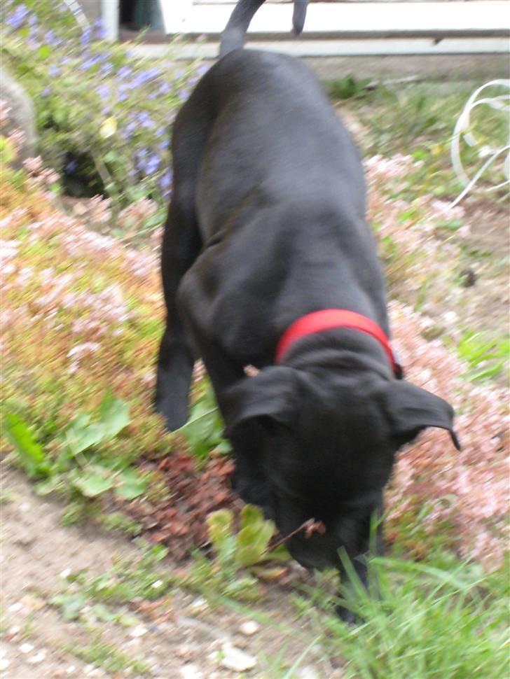 Blanding af racer Camie <3 - #13 Camie i mor´s blomsterbed. billede 13