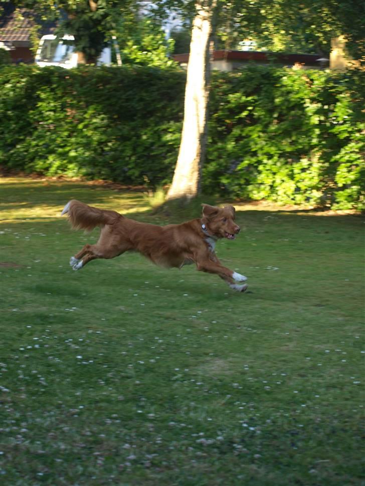Nova scotia duck tolling retriever Sweet Fearless R.I.P. billede 2