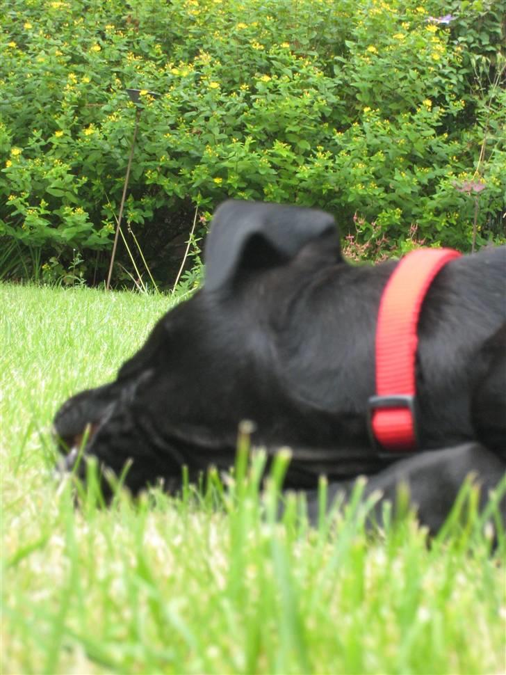 Blanding af racer Camie <3 - #14 Camie´s hovede :b billede 14