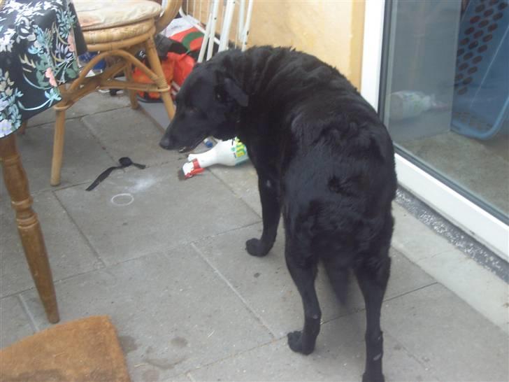 Blanding af racer Lady *R.I.P* billede 5