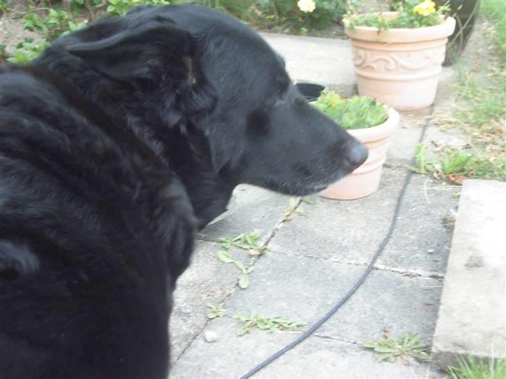 Blanding af racer Lady *R.I.P* billede 6