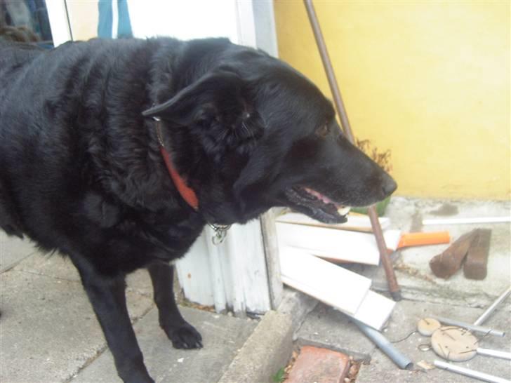 Blanding af racer Lady *R.I.P* billede 7