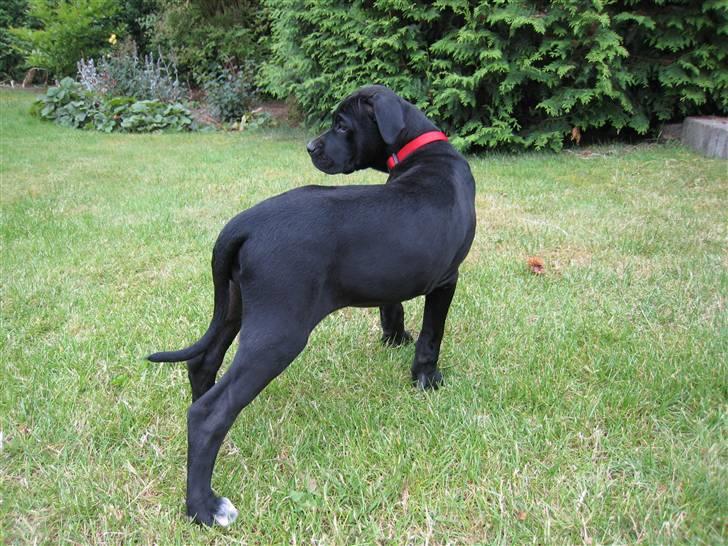 Blanding af racer Camie <3 - #15 Camie kigger tilbage på Nellie, en hund jeg passer ind i mellem. Den er lidt voldsom til at lege (; billede 15