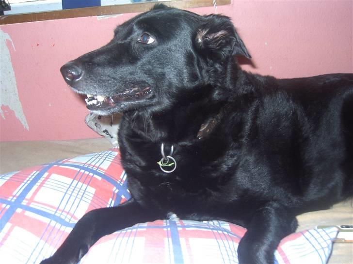 Blanding af racer Lady *R.I.P* billede 8