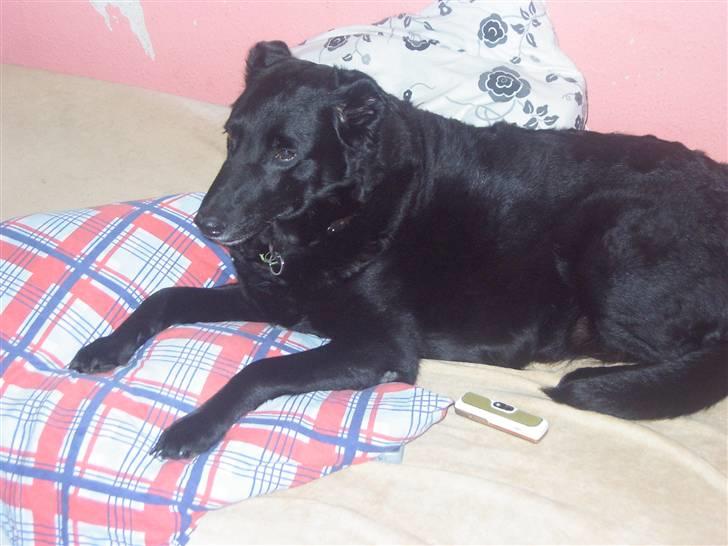 Blanding af racer Lady *R.I.P* billede 9