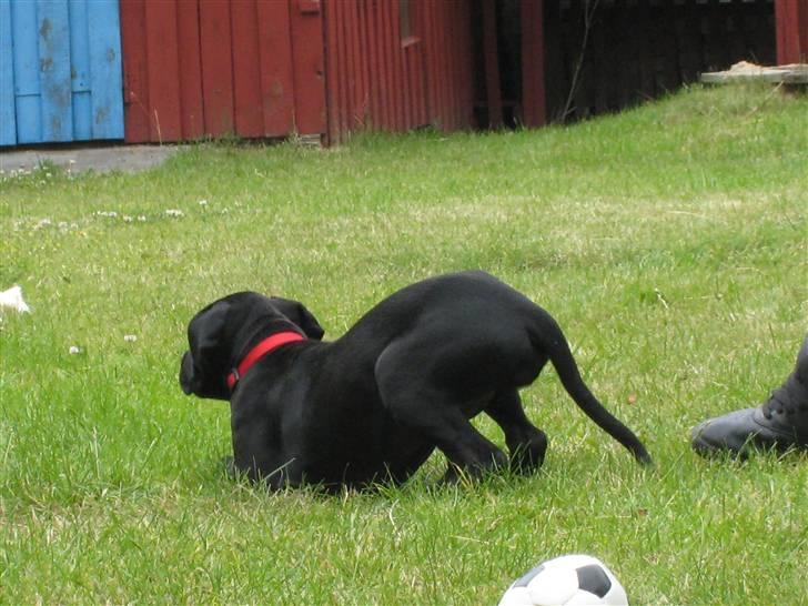 Blanding af racer Camie <3 - #17 Camie med numsen i vejrt xb ´Lige om lidt, så kommer jeg og TAGER DIG ! ´ xb billede 17