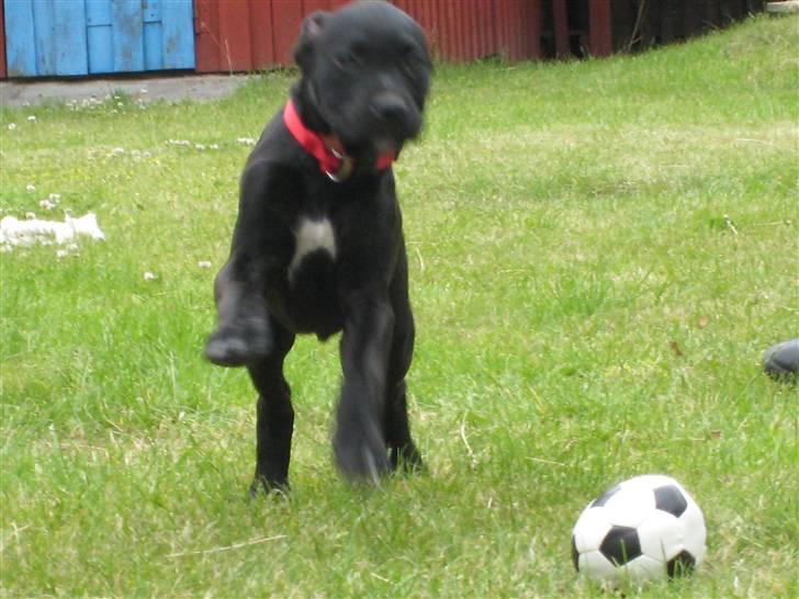 Blanding af racer Camie <3 - #18 Her kommer jeg :b Camie flygter fra nellie, selm om Nellie er bundet og altså ikke kan komme længere xb billede 18