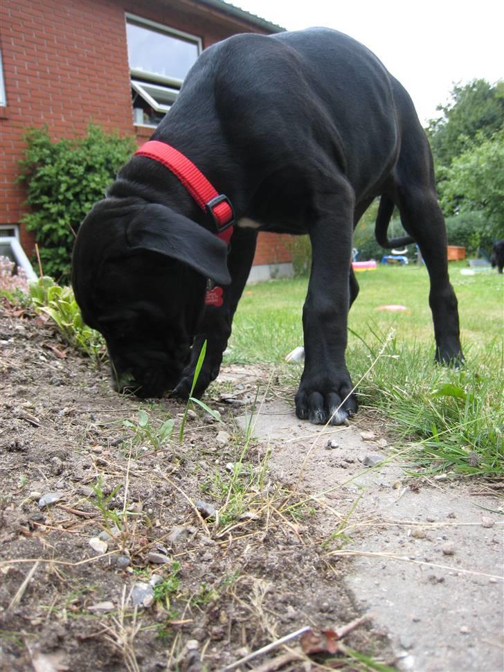 Blanding af racer Camie <3 - #19 Camie i mor´s blomsterbed igen (: billede 19