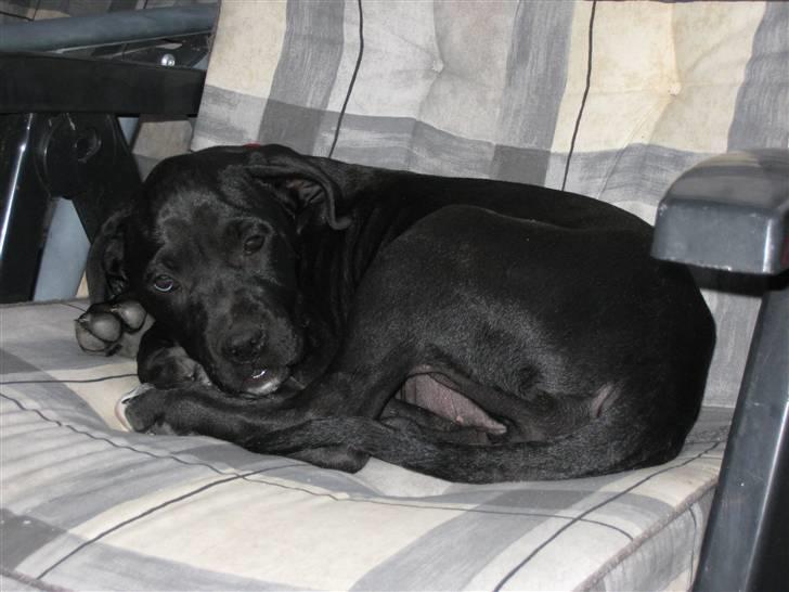 Blanding af racer Camie <3 - #20 Nu har Camie været ude og gå en laaaang tur, det var hårdt og resuterede i en flad og træt hund (: billede 20