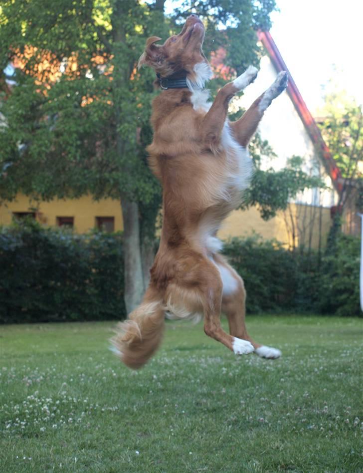 Nova scotia duck tolling retriever Sweet Fearless R.I.P. billede 7