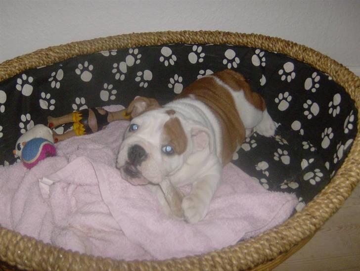 Engelsk bulldog BairaPepéIlgakojiné(Lola) - mmm guf billede 19