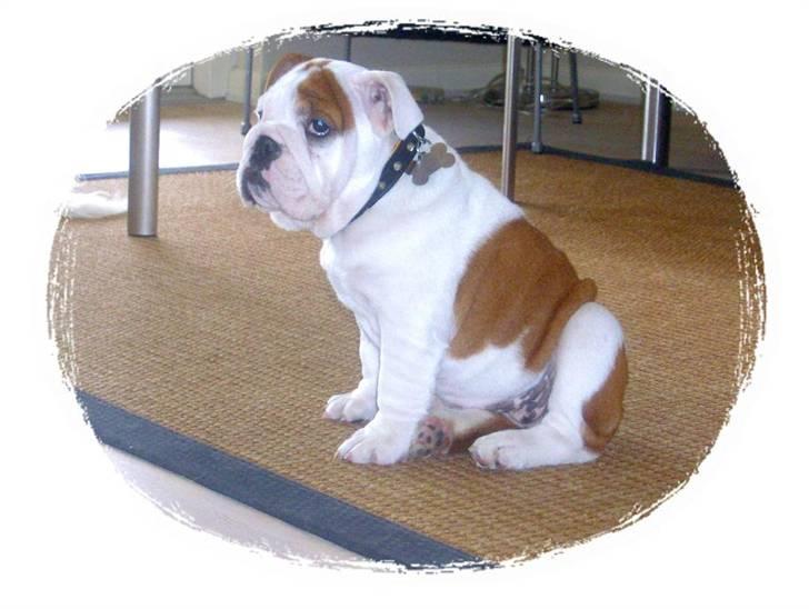 Engelsk bulldog BairaPepéIlgakojiné(Lola) billede 20