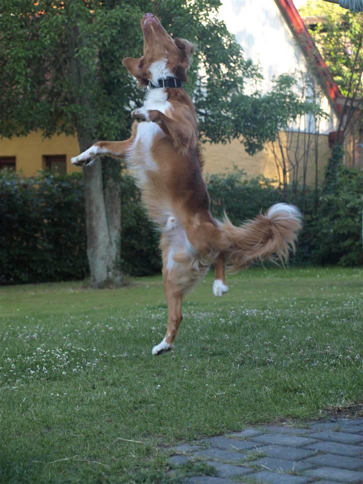 Nova scotia duck tolling retriever Sweet Fearless R.I.P. billede 9