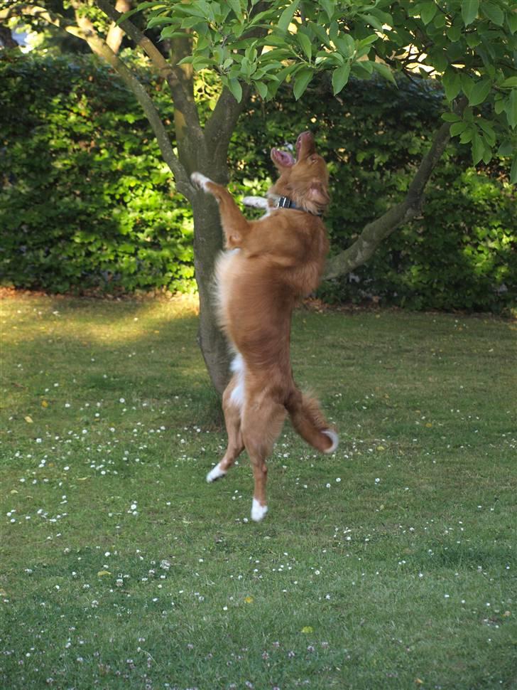 Nova scotia duck tolling retriever Sweet Fearless R.I.P. billede 10